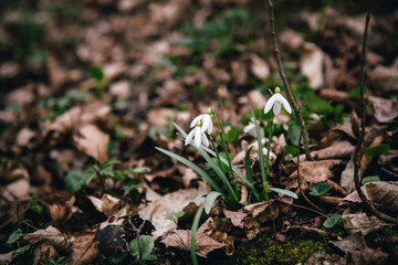 first spring flowers snowdrops bloomed