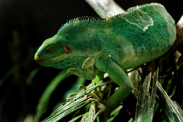 Fiji Crested Iguana (Brachylophus vitiensis)