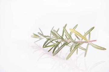 Rosemary (Salvia rosmarinus) twig	on a white background