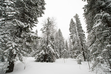 snow-covered, coniferous, white forest, after a night of snowfall and tourists walking with huge backpacks along the path winding among the firs