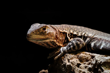 Giant Butterfly Lizard (Leiolepis guttata)