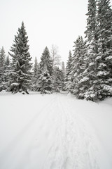 snow-covered, coniferous, white forest, after a night of snowfall and tourists walking with huge backpacks along the path winding among the firs