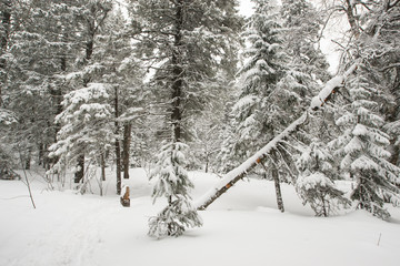 snow-covered, coniferous, white forest, after a night of snowfall and tourists walking with huge backpacks along the path winding among the firs