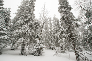 snow-covered, coniferous, white forest, after a night of snowfall and tourists walking with huge backpacks along the path winding among the firs