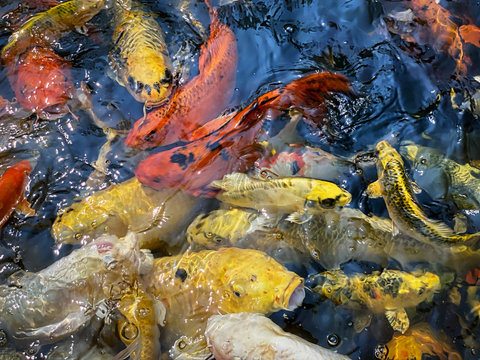 Koi Karpfen Stock Photos And Royalty Free Images Vectors And Illustrations Adobe Stock