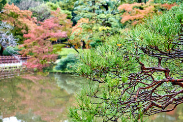 Wet pine tree with colorful background 