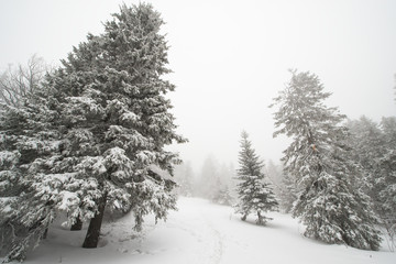 Fototapeta premium snow-covered, coniferous, white forest, after a night of snowfall and tourists walking with huge backpacks along the path winding among the firs