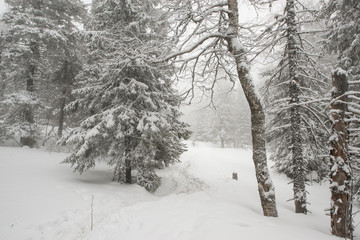 snow-covered, coniferous, white forest, after a night of snowfall and tourists walking with huge backpacks along the path winding among the firs