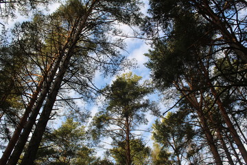 the tops of coniferous trees pines and blue sky
