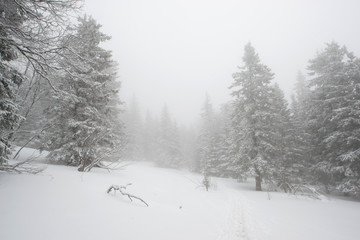 snow-covered, coniferous, white forest, after a night of snowfall and tourists walking with huge backpacks along the path winding among the firs