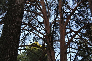 trunks of coniferous trees pines and blue sky