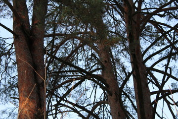 Fototapeta premium trunks of coniferous trees pines and blue sky