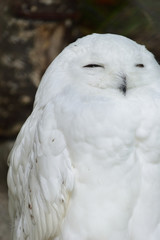 Obraz premium sleepy white owl