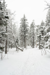 snow-covered, coniferous, white forest, after a night of snowfall and tourists walking with huge backpacks along the path winding among the firs