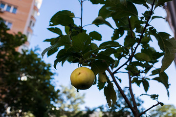 green apple on apple tree