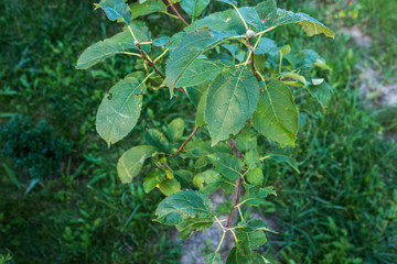 young green apple tree seedling