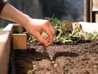 farmer` boy holding organic seed in raised garden bed