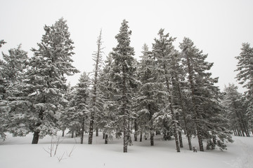 snow-covered, coniferous, white forest, after a night of snowfall and tourists walking with huge backpacks along the path winding among the firs