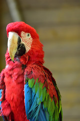 red macaw