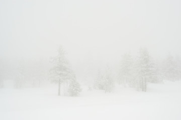 snow-covered, coniferous, white forest, after a night of snowfall and tourists walking with huge backpacks along the path winding among the firs