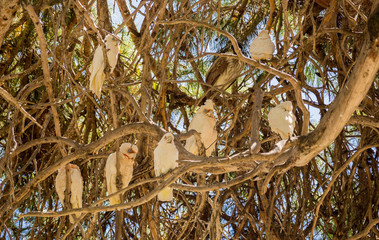 Sulphur crested cockatoos in Eucyluptis trees at South Noarlunga, Adelaid, South Australia
