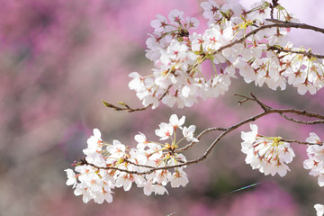 満開の桜