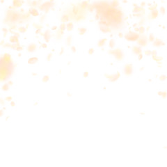 Yellow orange flower petals falling down. Cute rom