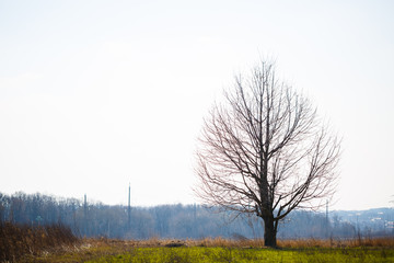 Big tree grows solitary in an empty field against the sky