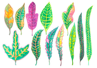 Watercolor hand painting illustration colorful leaves of Croton plant, collections of leaf isolated diecut with clipping path on white background