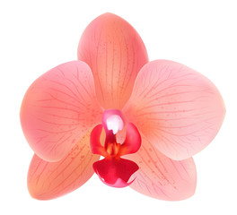 Fototapeta na wymiar Beautiful peach pink flower - orchid phalaenopsis isolated. Red flower vector design illustration