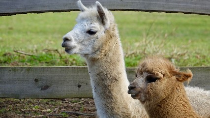 Obraz premium Alpaka, Lama Portrait