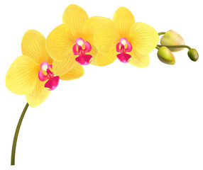 Beautiful tropical branch of yellow orchid phalaenopsis isolated on a white background. Flowers detailed vector design illustration