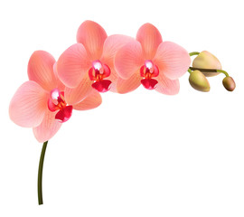 Beautiful tropical branch of peach pink orchid phalaenopsis isolated on a white background. Red flowers detailed vector design illustration. © Yury