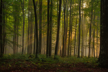 Foggy Forest. Morning in the forest.