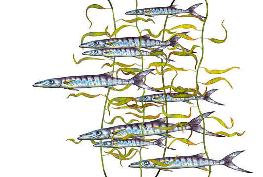 Illustration of thin long blue fish flock in forest of kale algae. Watercolor hand painted isolated elements on white background.