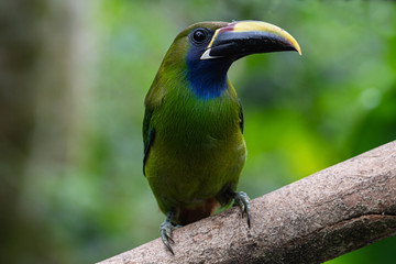  Toucanet in Costa Rica