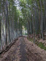 path in forest