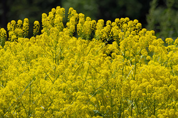 Obraz premium Close up view of bright yellow rapeseed field