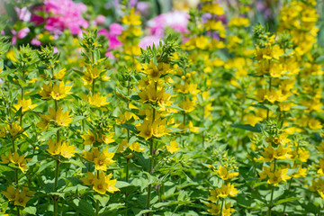 Meadow of yellow wildflowers