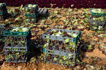 Harvest of  fresh lettuce in crates during harvesting