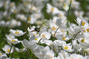 Flying bright green may bug over beautiful white anemone flowers