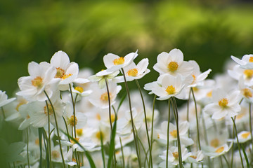 Meadow of beautiful white anemone flowers on blurred  green floral background.