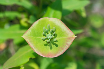 Beautiful unusual green-red leaf of miner lettuce