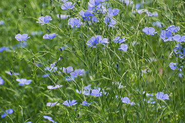 Meadow of bright blue flax flowers