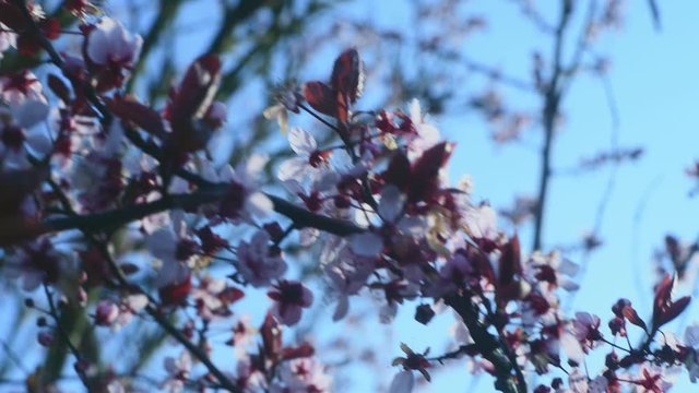 Prunus cerasifera Nigra, Blutpflaume, Ziebaum im Garten bei blauem Himmel.