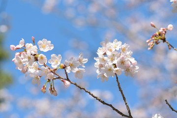 Landscape of White Cherry Blossom Trees