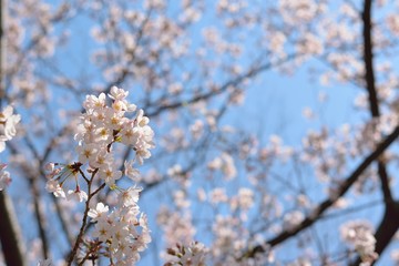 Landscape of White Cherry Blossom Trees