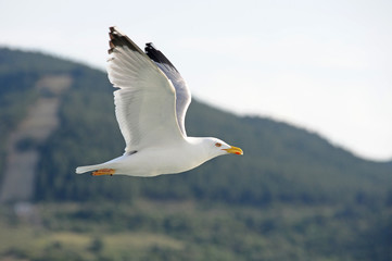 flying seagull in sky with clouds 