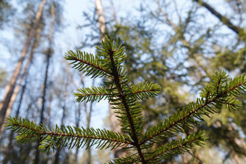 Picea abies the Norway spruce or European spruce