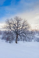 Lonely beautiful big tree in the landscape of snow